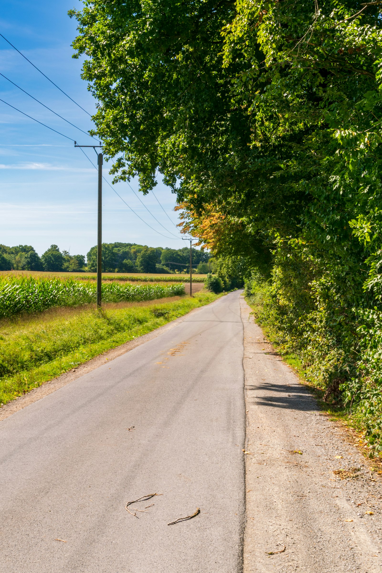 Ruhige Landstraße zwischen Feldern, gesäumt von Bäumen